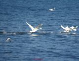 Singschwan (2)
